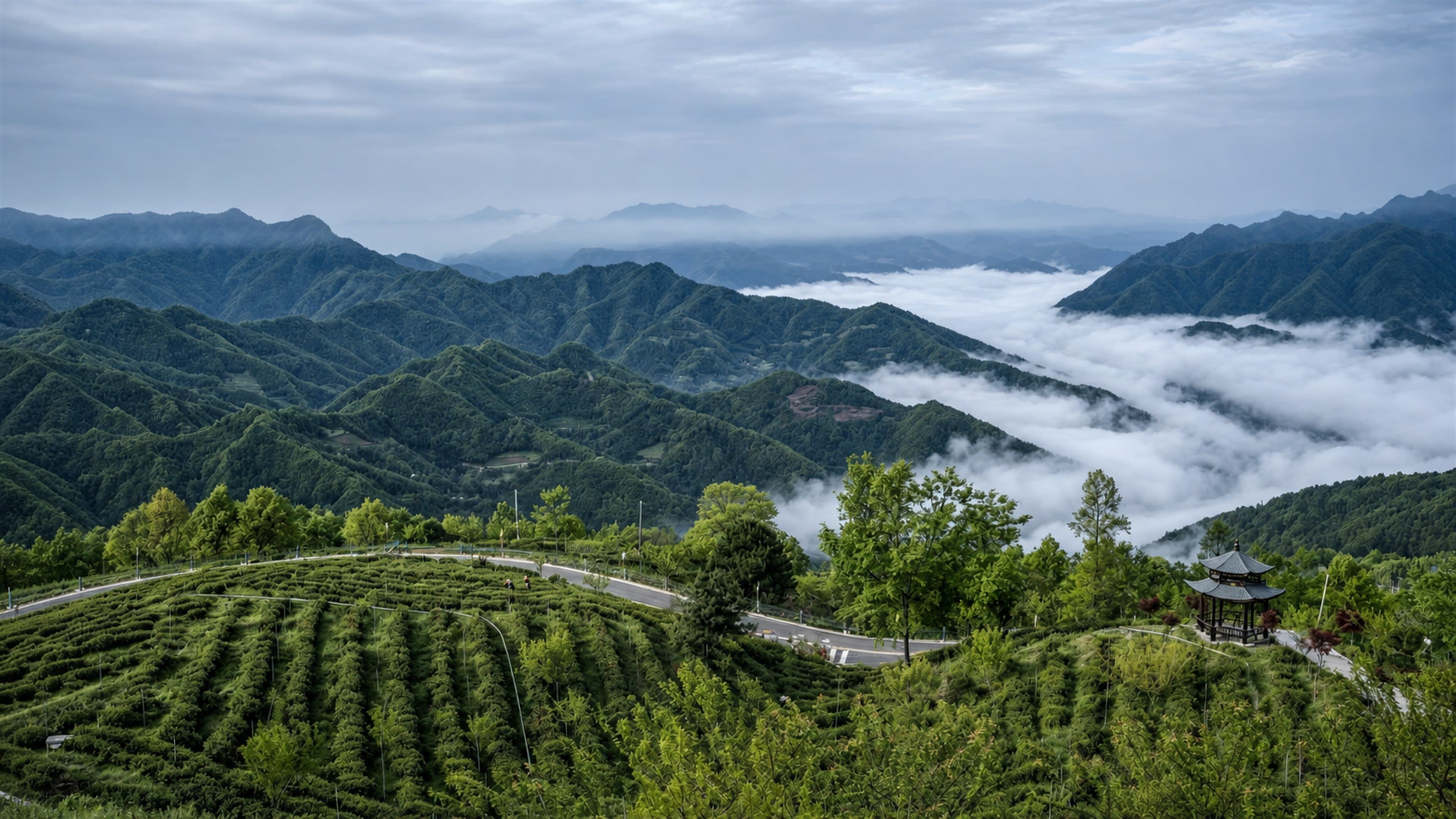 Qingchuan mountain tea gardens surrounded by forest and mist